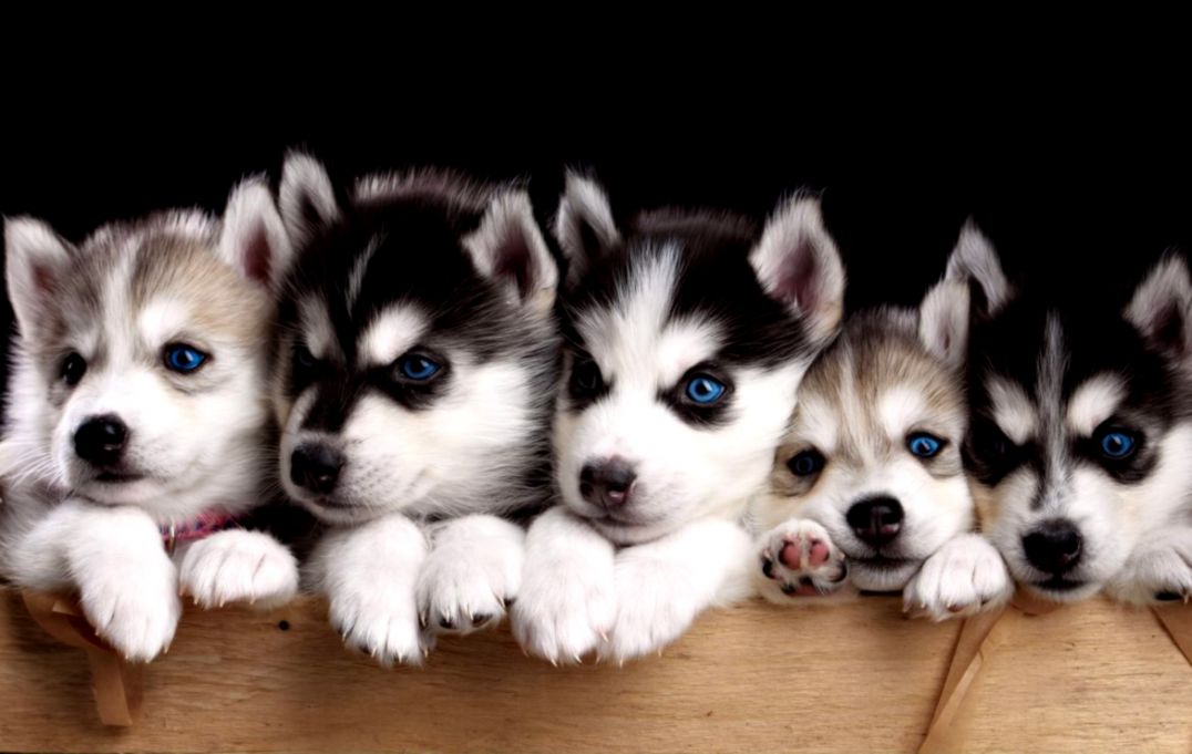 Cute Dogs And Puppies Wallpaper Hd New Tab - cuteanimals