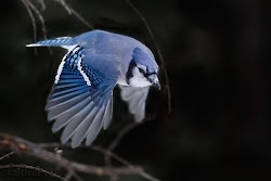 jay bird jays flying fly lovely facts canadian basic birds allwallpaper diving brown jaybird wallpapers those dark pc
