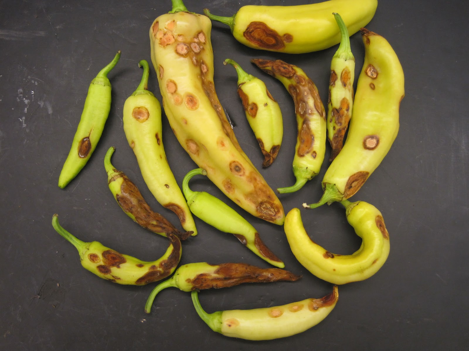 NCSU PDIC August 2012