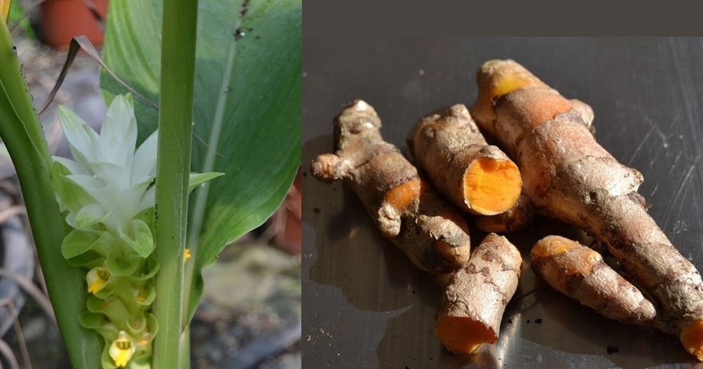 Best Conditions For Growing Turmeric