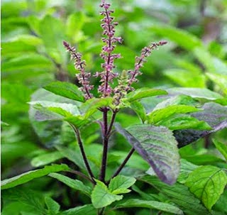 Basil Benefits Tulsi ke Upyog