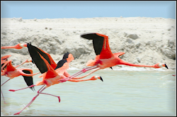 flamingo flamingos flock facts birds flying bird flight called taking eaden garden gardenofeaden recorded been flocks million gregarious well