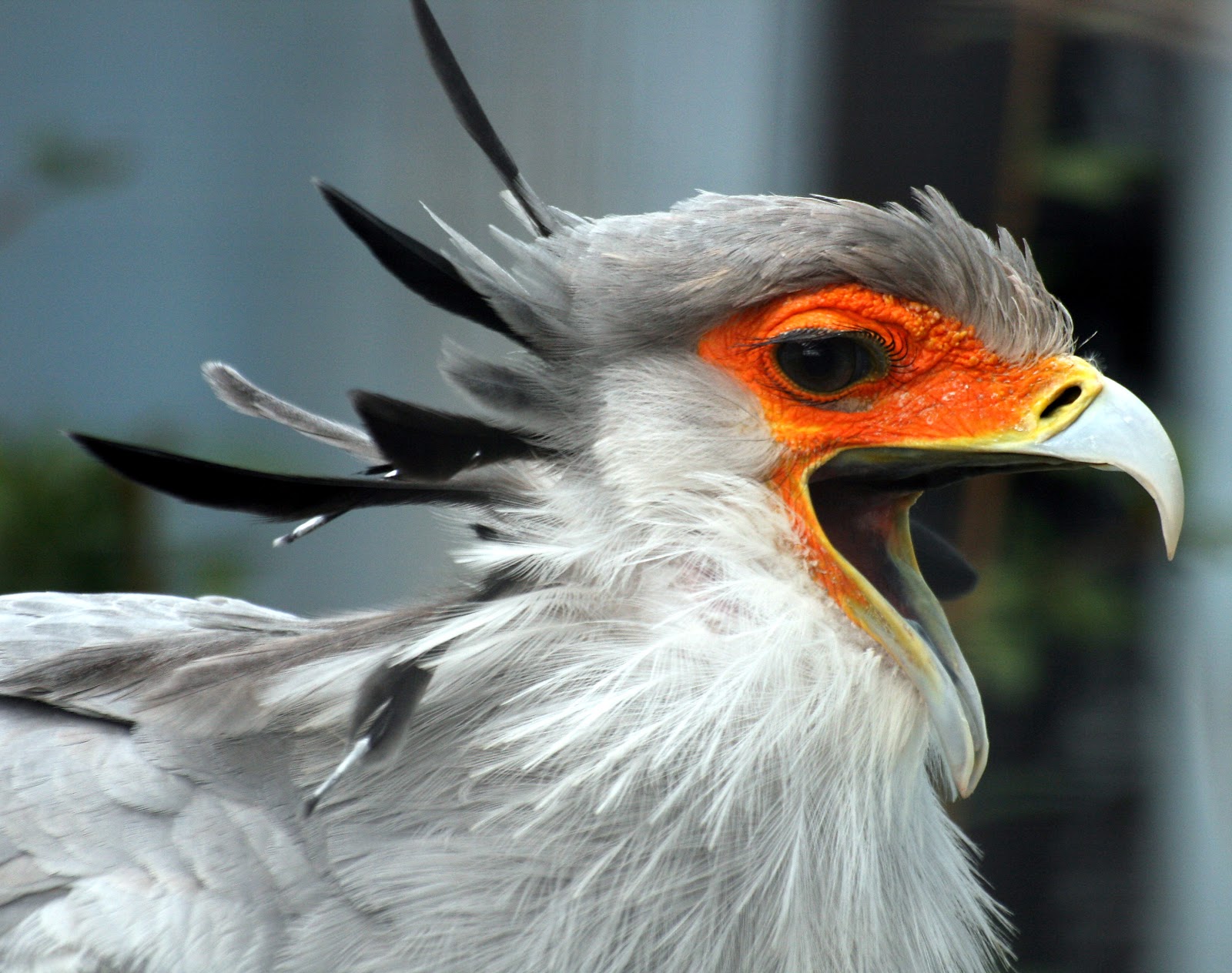 Funny Secretary Bird | Funny Animals