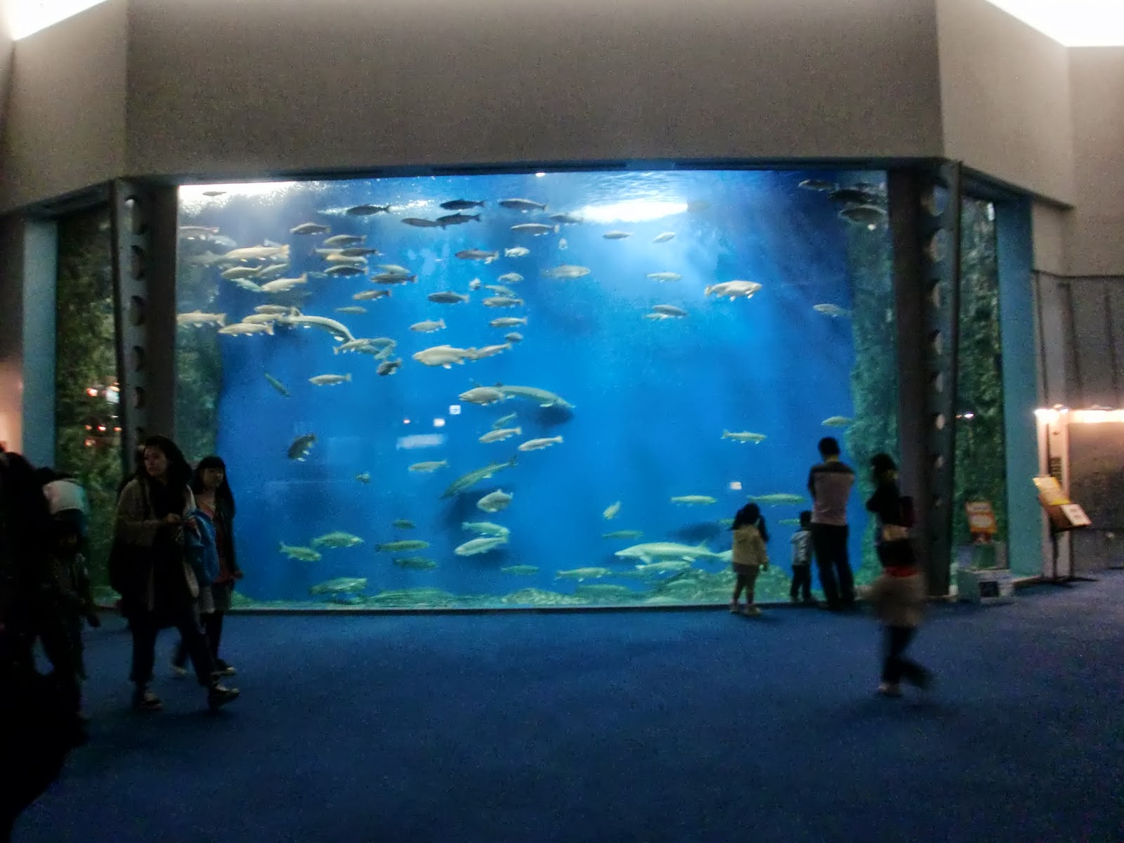 かめきちの水族館ブログ 千歳サケのふるさと館(2012.05.05)