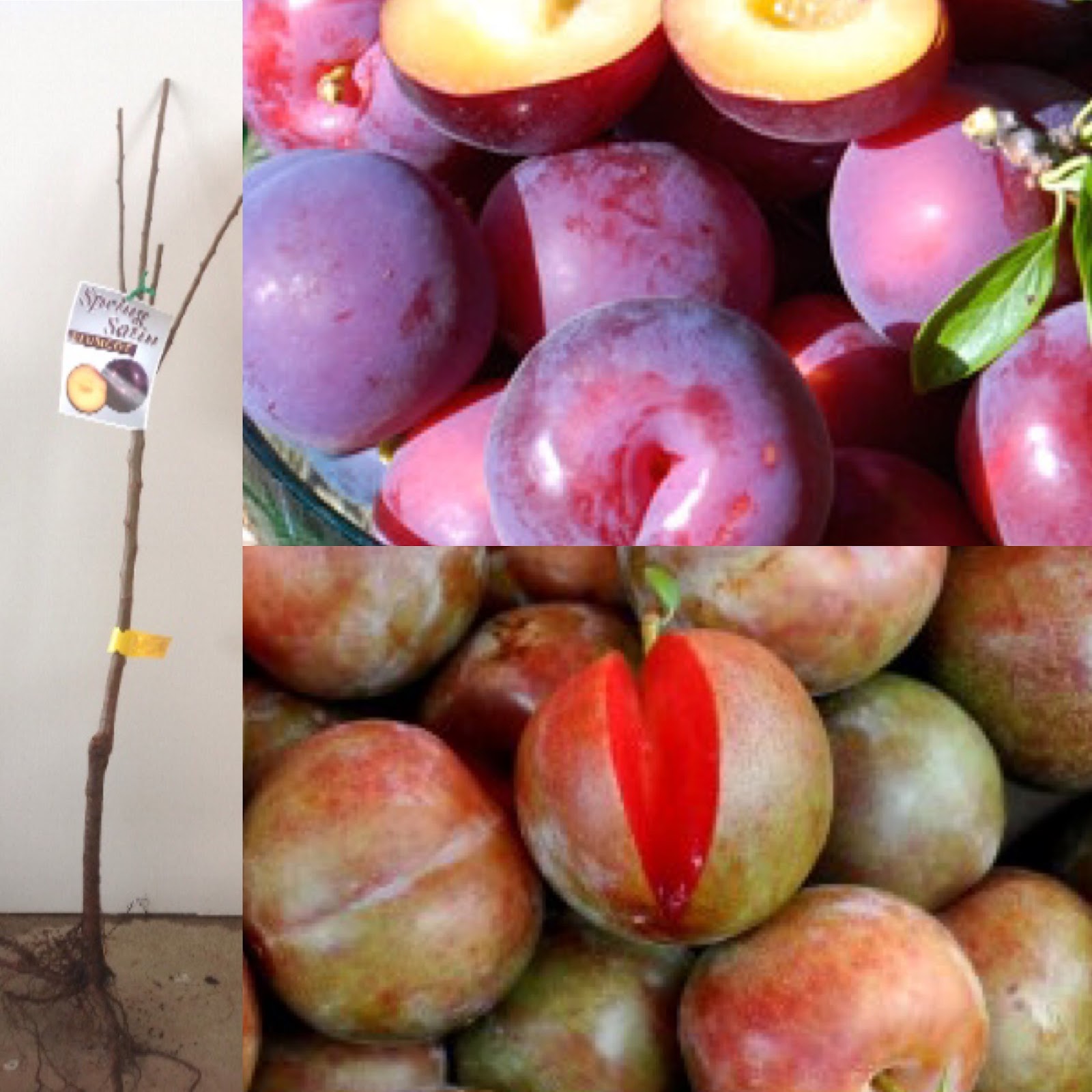 Daleys Fruit Tree Blog Plumcott Fruit Trees a mix between a Plum and