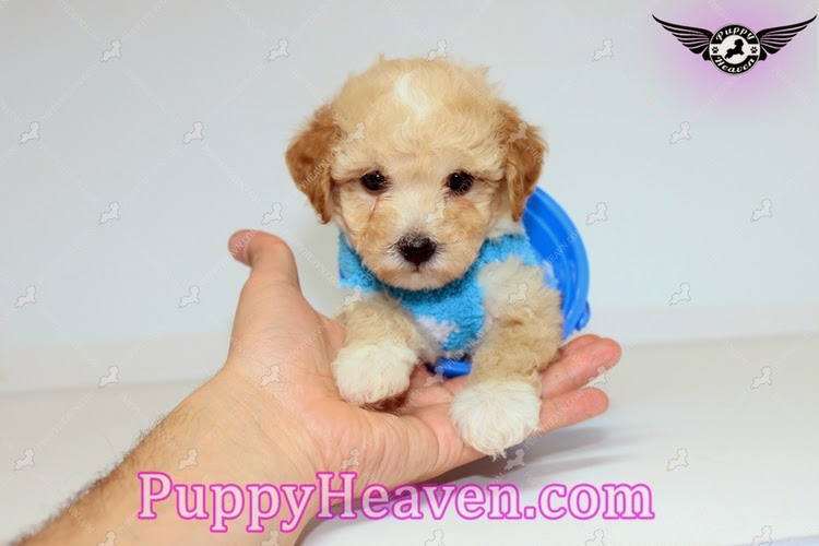 Puppies For Sale In Orange County Tiny Teacup & Toy Puppies For Sale