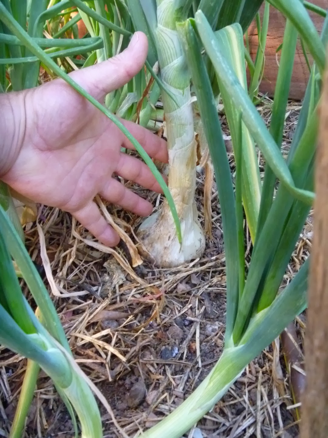 Templeton's Mendelania Green Mountain Potato Onion Seedling progress