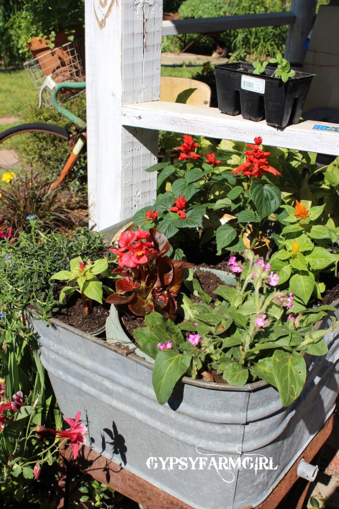 GypsyFarmGirl How I Plant in Vintage Wash Tubs