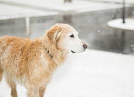 7 dog breeds that love cold weather