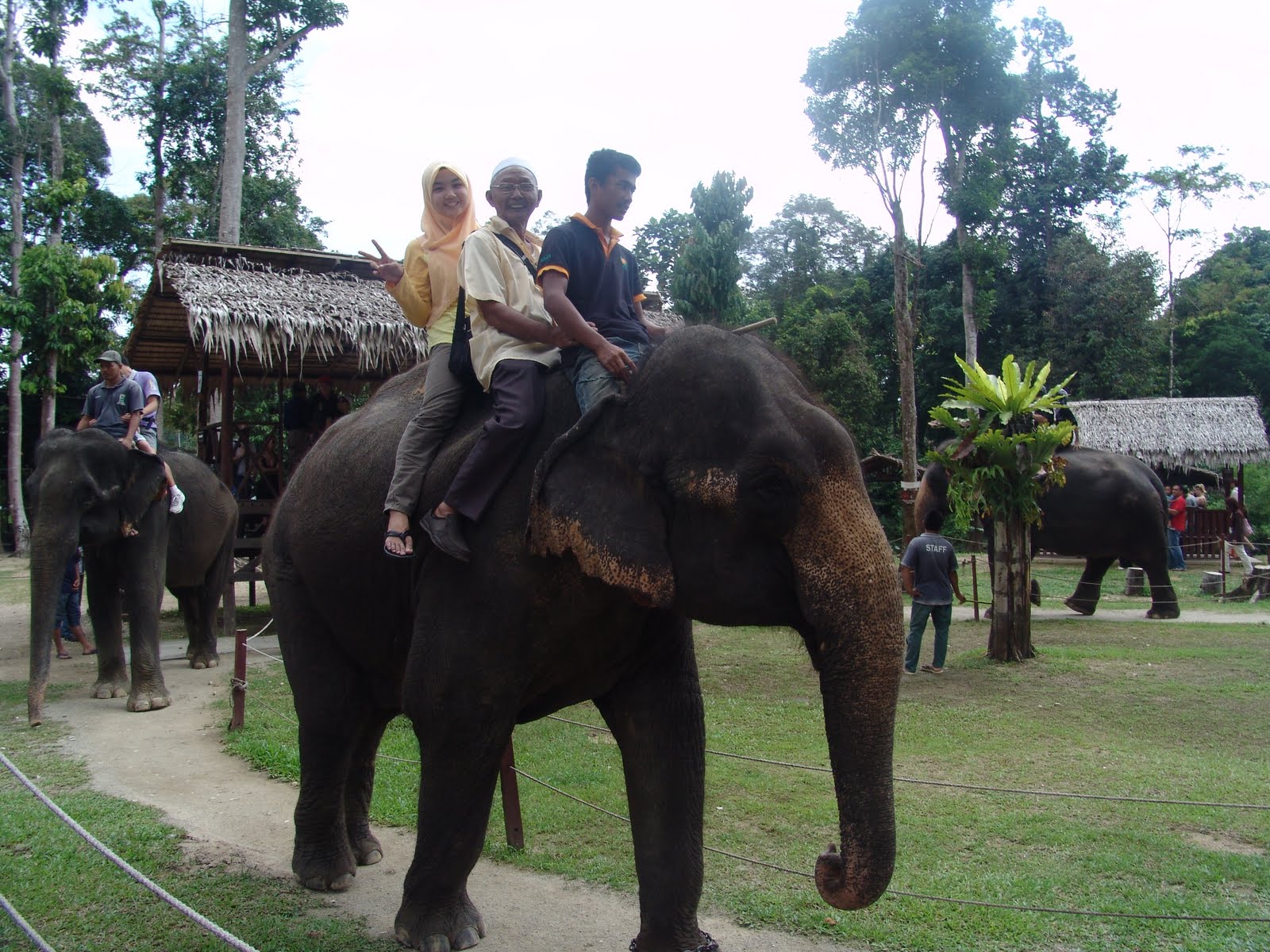 TOUR PACKAGE KUALA GANDAH PAHANG ELEPHANT SANCTUARY