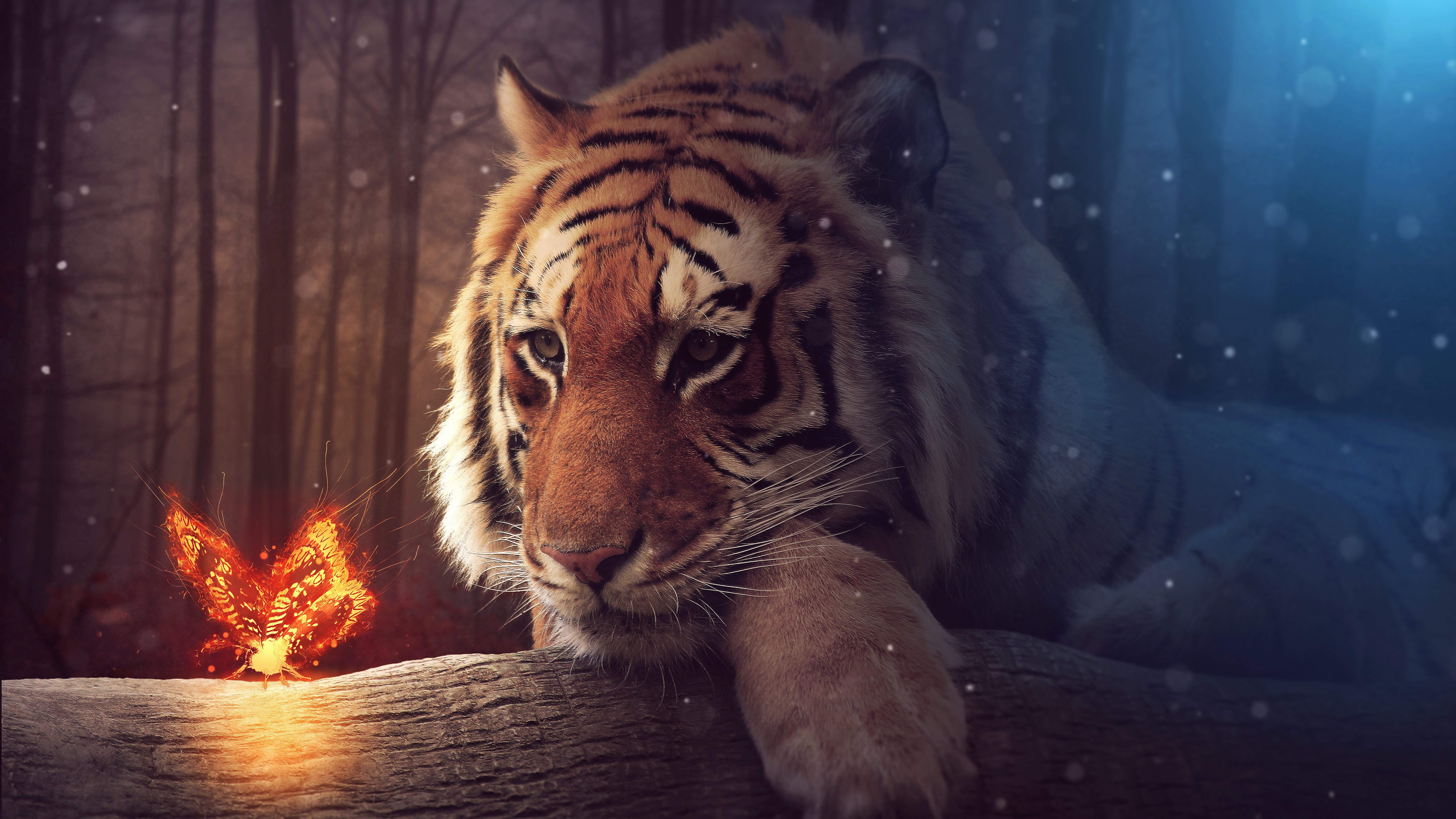 Tiger Butterfly 8k Wallpaper 47