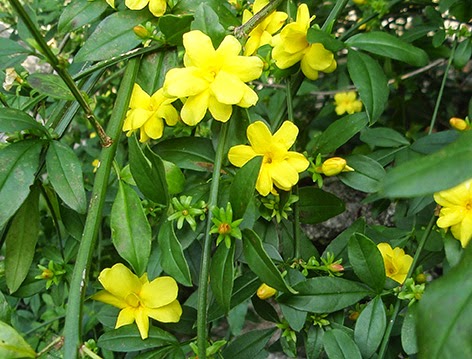 500 Semillas De Jazmín De Invierno Jazmín Nudiflorum - Trepadoras Resistentes Para Jardines Soleados Y Contenedores Semillas Flores Perennes 500 Semillas De Jazmín De Invierno Jazmín Nudiflorum - Trepadoras Resistentes Para Jardines Soleados Y Contenedores Semillas Flores Perennes