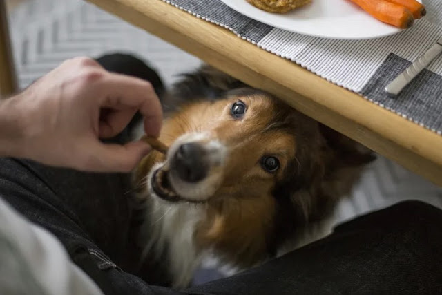 Your dog gets a little piece of whatever you're eating.