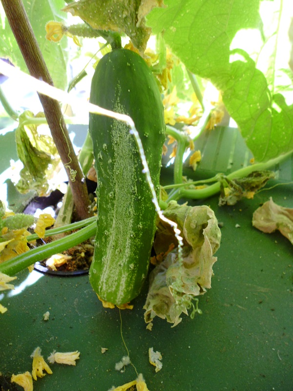Spacemaster Cucumber Greens and Machines