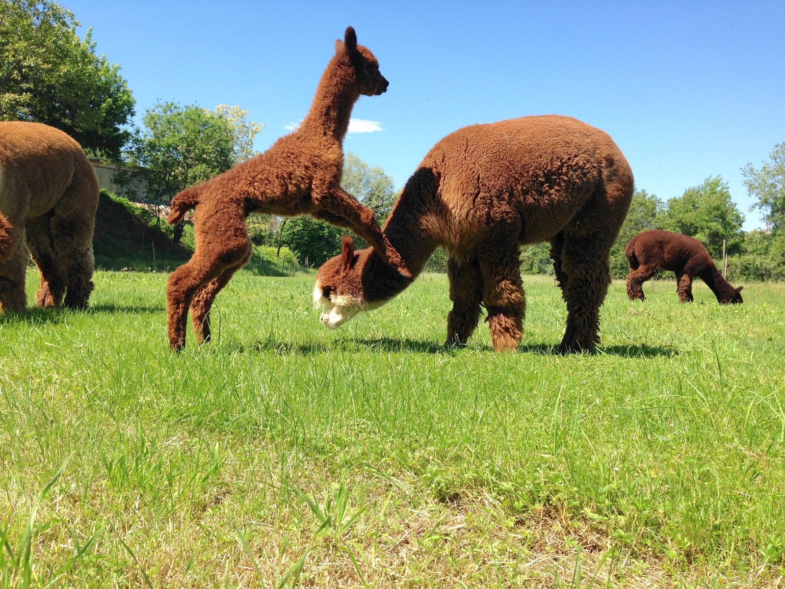 Piccolo Alpaca Blog Orlando Piccolo Alpaca