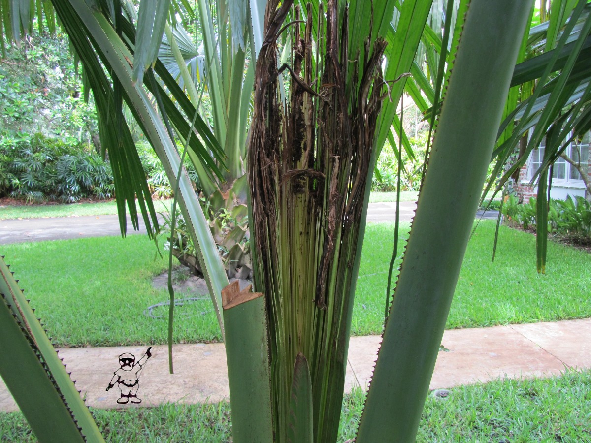 Ae Ae Banana In Coral Gables A banana caterpillar (the Opogona