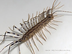 centipede centipedes legs bug lots spiders bugs basement spider insect looking pest huge hairy ucky insects michigan fast many bathroom