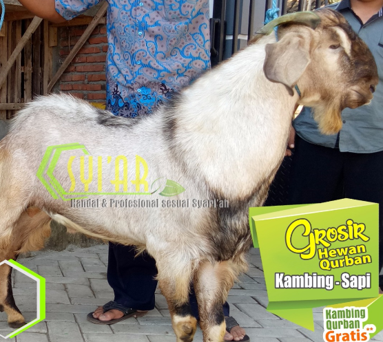 Jual Hewan Kurban Online: Kemudahan dan Tantangan di Era Digital