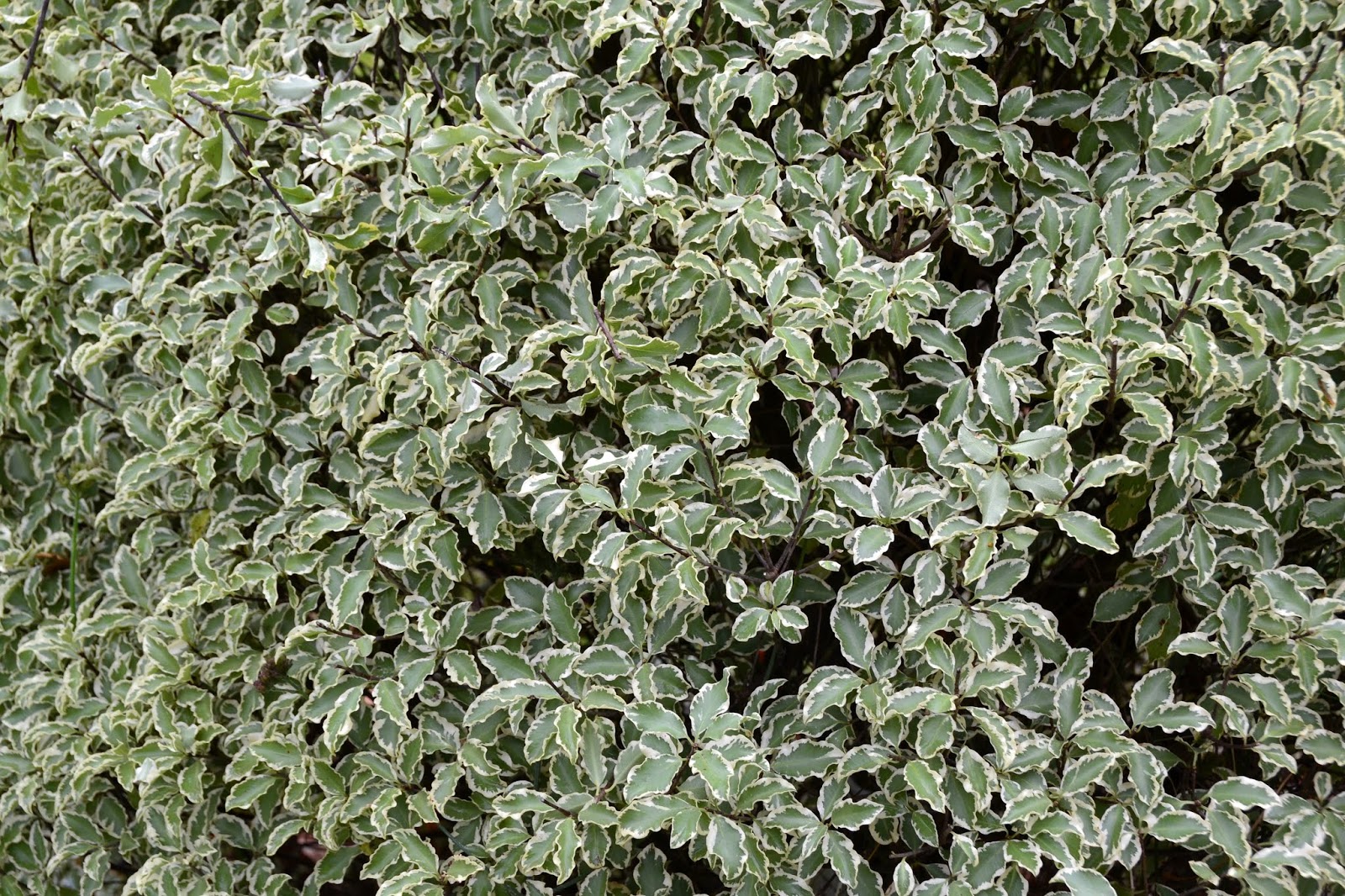 Cagouille S Garden Par Quoi Vais Je Remplacer Mes Buis