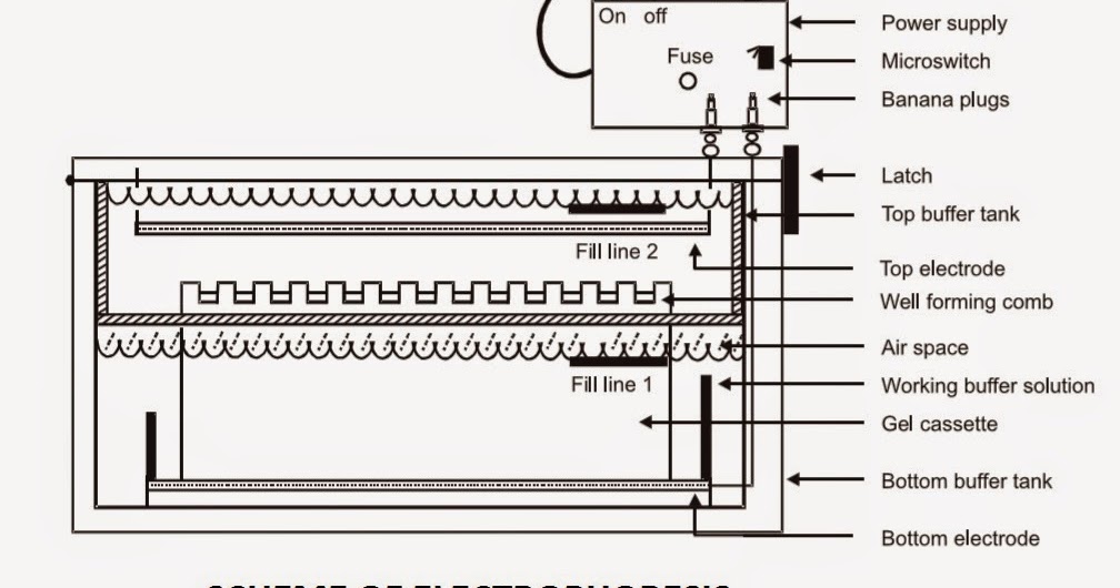 BIOLOGY WRITE-UP - BIOLOGY ARTICLES: ELECTROPHORESIS: Principle, SDS