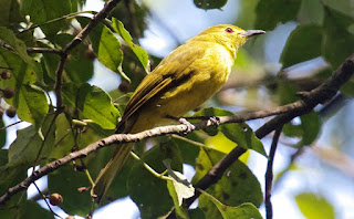 Yellow browed Bulbul- Coorg, Western Ghats, India, Asia
