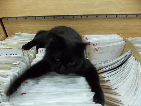 смешной кот - это всё моё