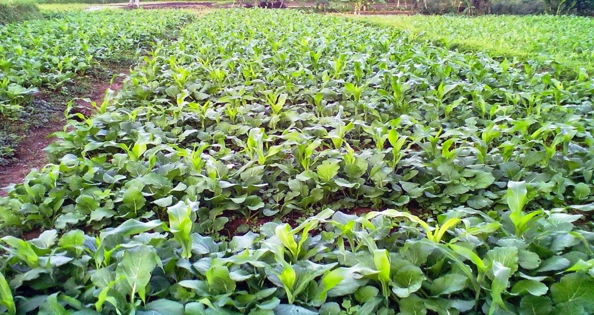 Arek_Civil: POLA TANAM