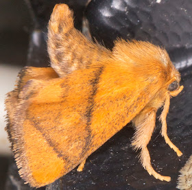 Festoon, Apoda limacodes.  Limacodidae.   West Wickham Common light trap, 16 July 2014.