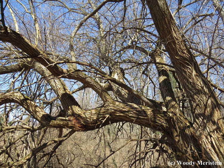 In Forest and Field Bois d’Arc