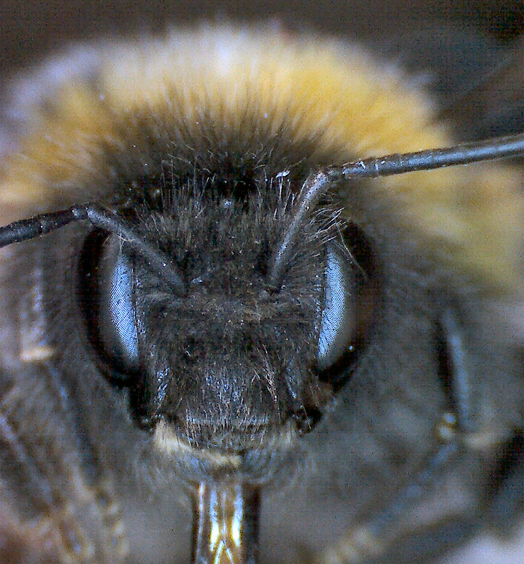 "Honey bee, honey bee, come to me, come to me"