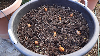 Planting Shallots Planting Shallots