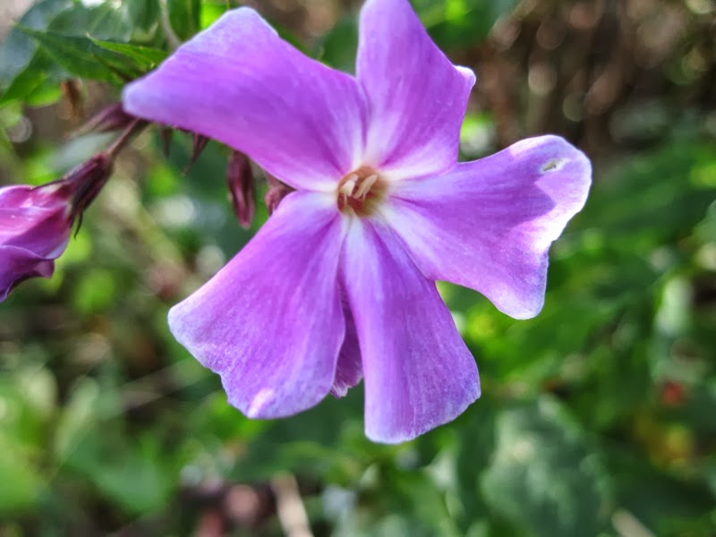 Flowers That Start With G List change comin