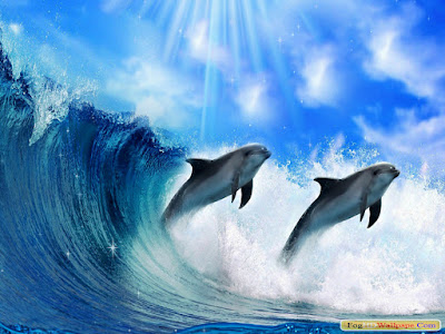 Dolphin Fish HD Wallpaper Dolphin Fish HD Wallpaper