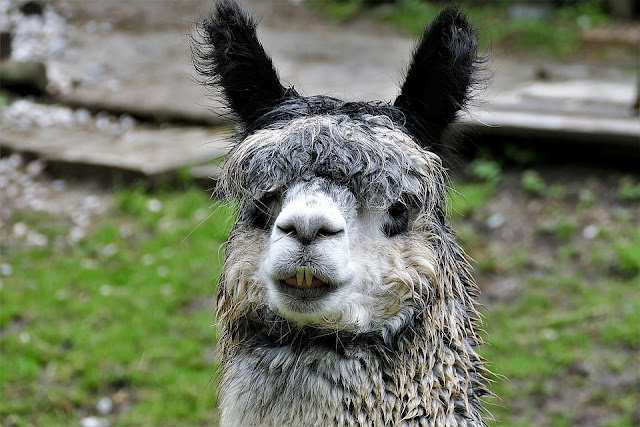 10 متلازمات غريبة تُصيب الحيوانات فقط