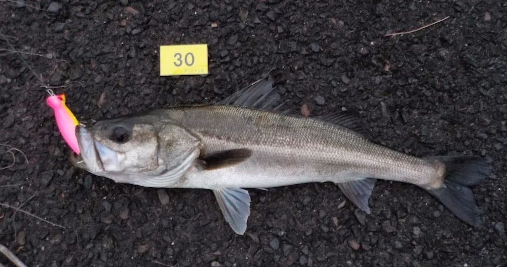 American saltwater lures can catch Japanese fish? (No. 42) Big