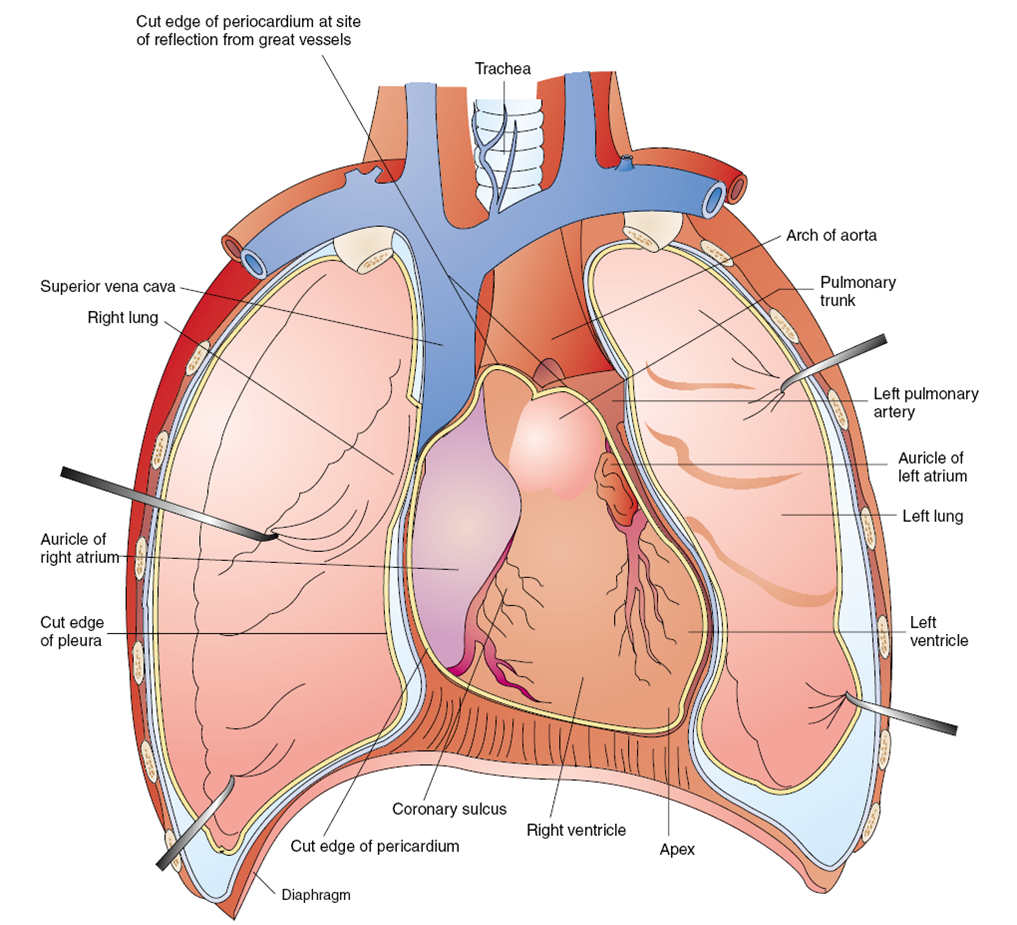 Jantung (cor) ~ REFERENSI ASUHAN KEPERAWATAN (ASKEP)