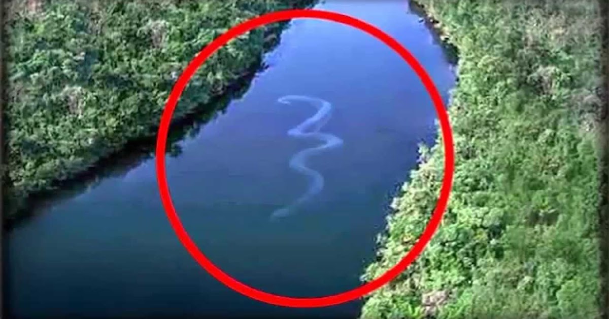 What is the largest anaconda ever found - srusbxe