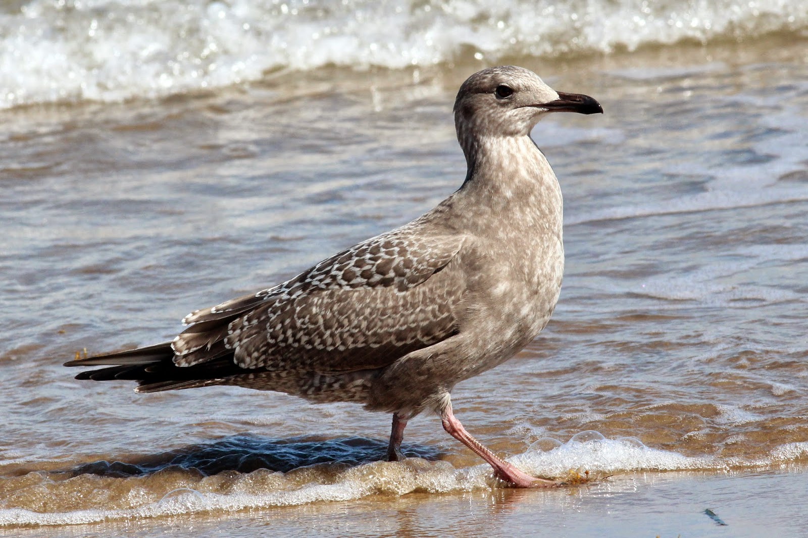 Antshrike's Bird Blog Sabine's Gull, Brown Booby at Boca Chica Jetty