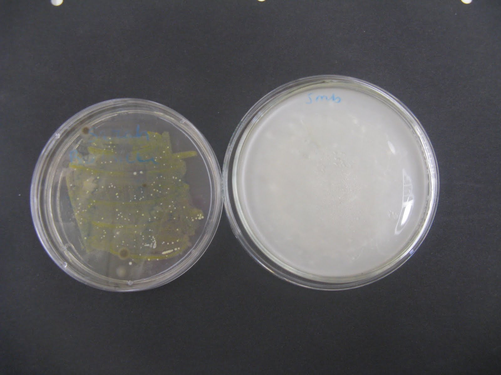 Samantha and Sarah's Microbiology Lab Journal Staining Bacteria