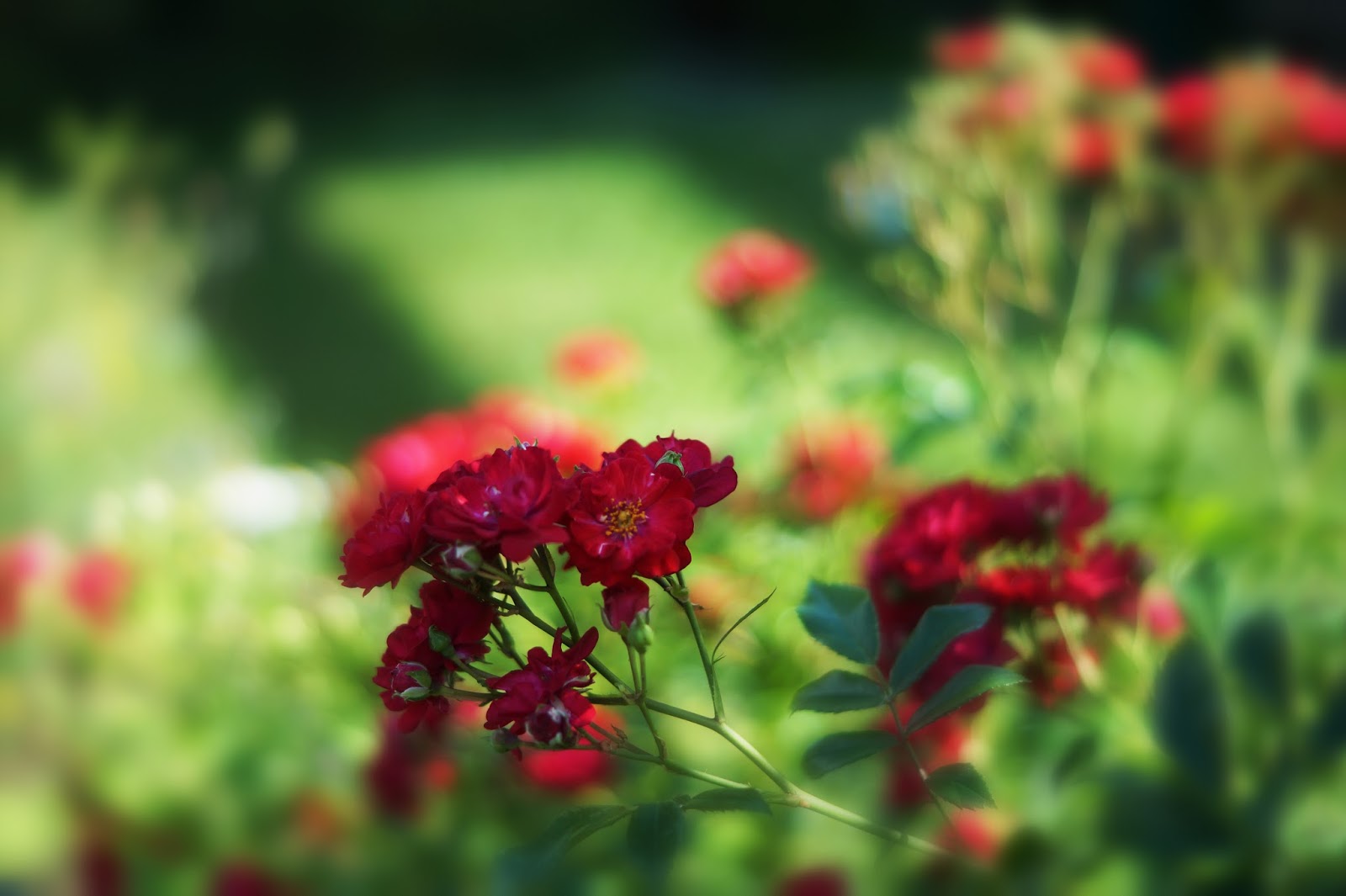 Wo Stille Wohnt Und Glanz Juli 2017