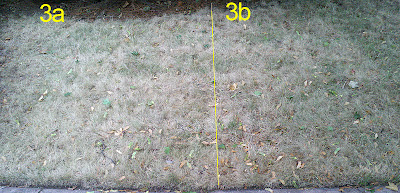 Lawn 3a and 3b one week after application of BurnOut II and Nature's Avenger