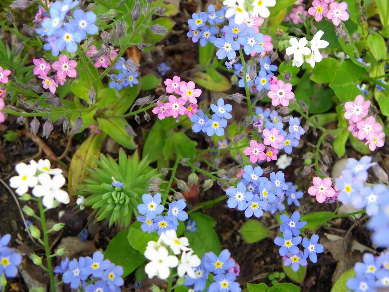 Les myosotis