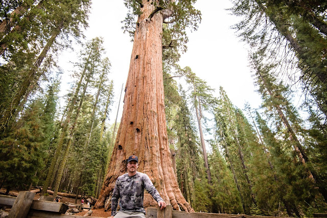 Large Sequoia Tree