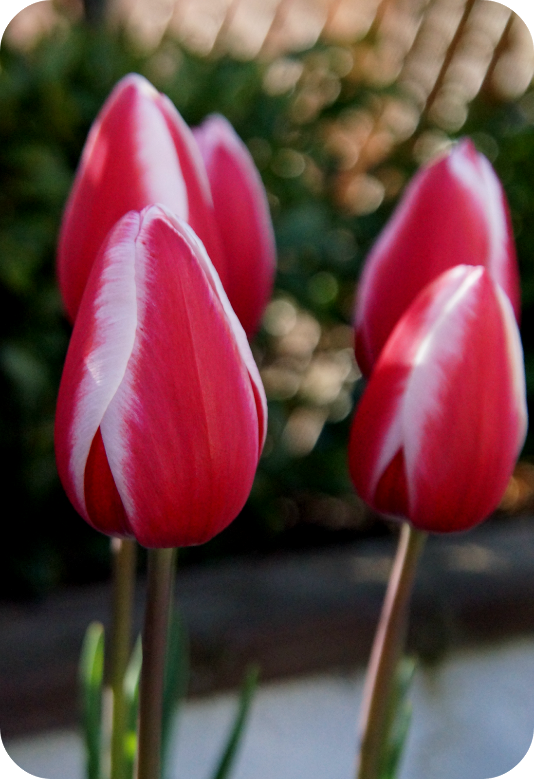 tulips in the garden - 'growourown.blogspot.com' ~ an allotment blog