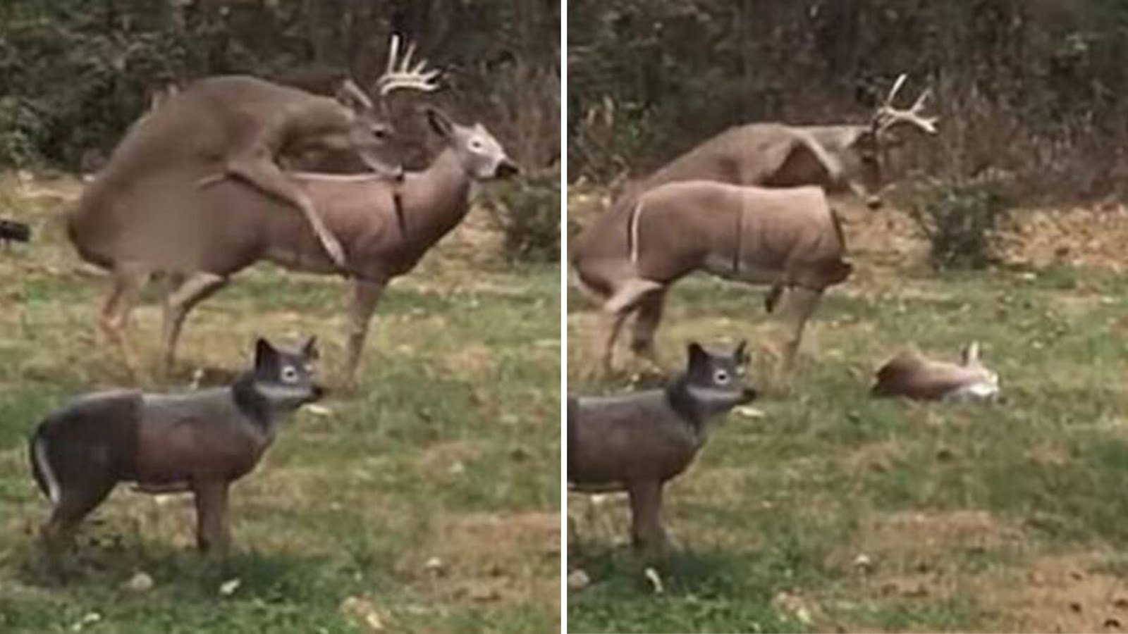 Ciervo salvaje en estado de shock cuando su «amada» pierde la cabeza al