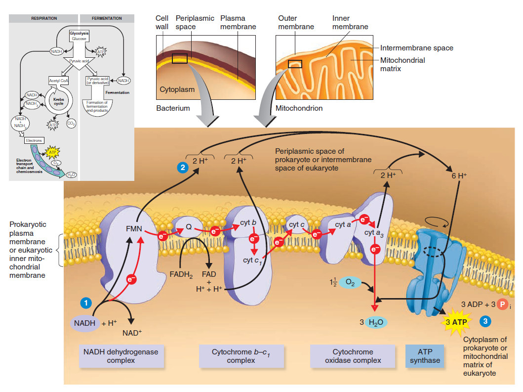 Chemiosmosas. Aerobinio kvėpavimo rezultatas ~ Mikrobiologija - kas tai?