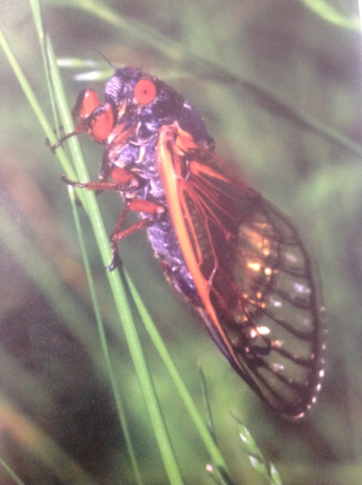 Katia's Mathematics: Cicada-generated prime numbers