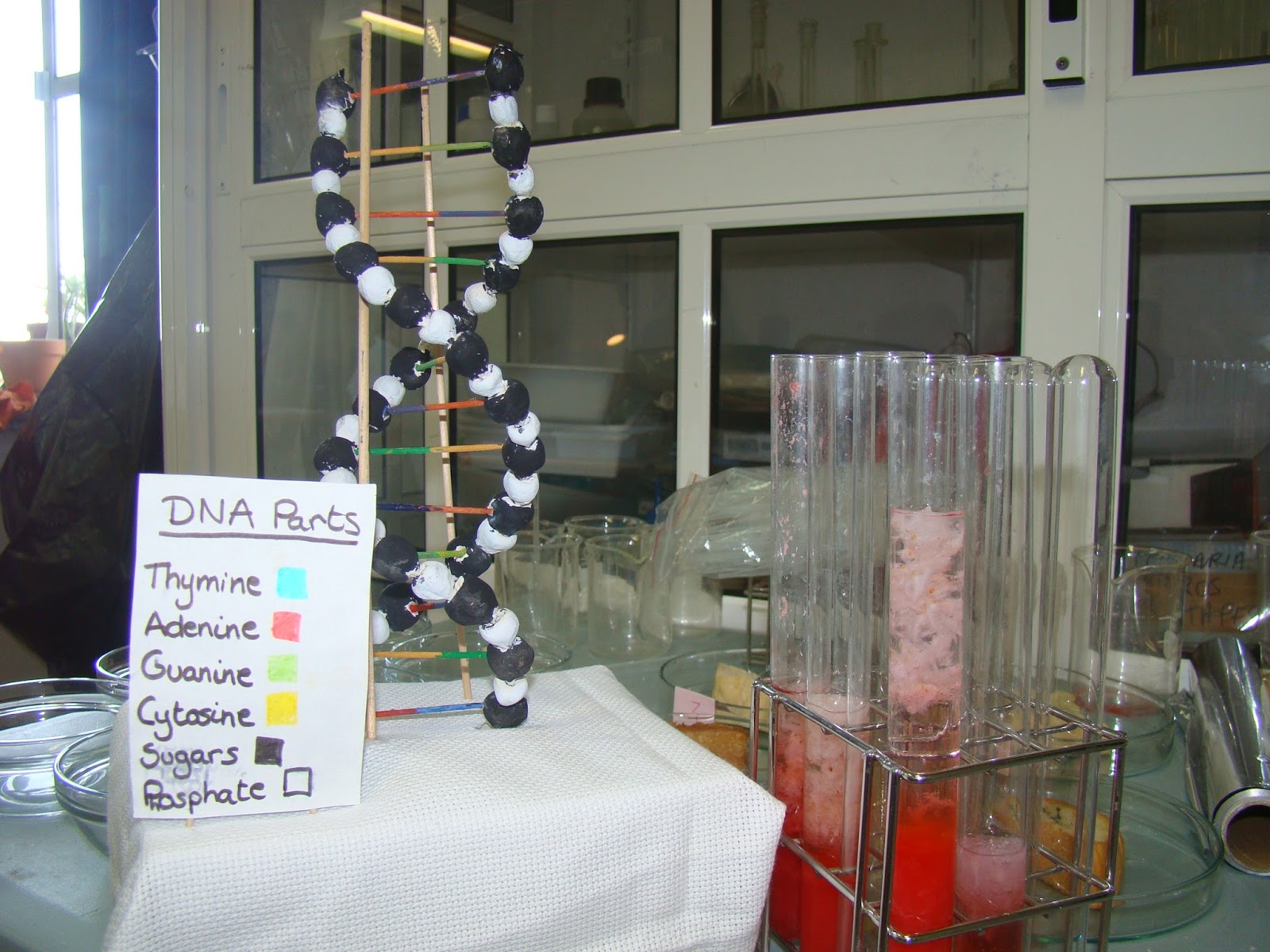 Science Magazine DNA Extraction From Strawberries Science fair