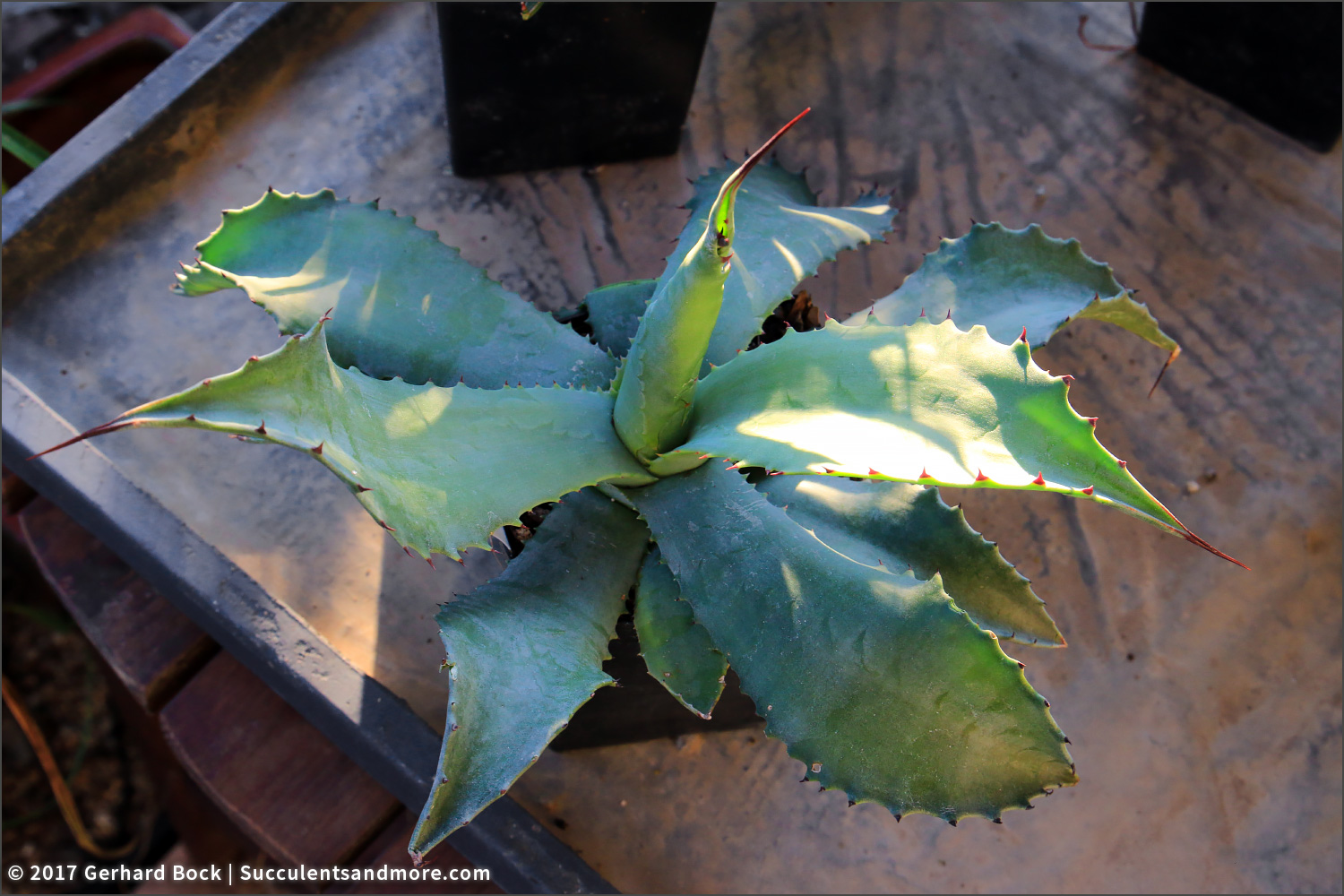 Agave order from Plant Delights Nursery