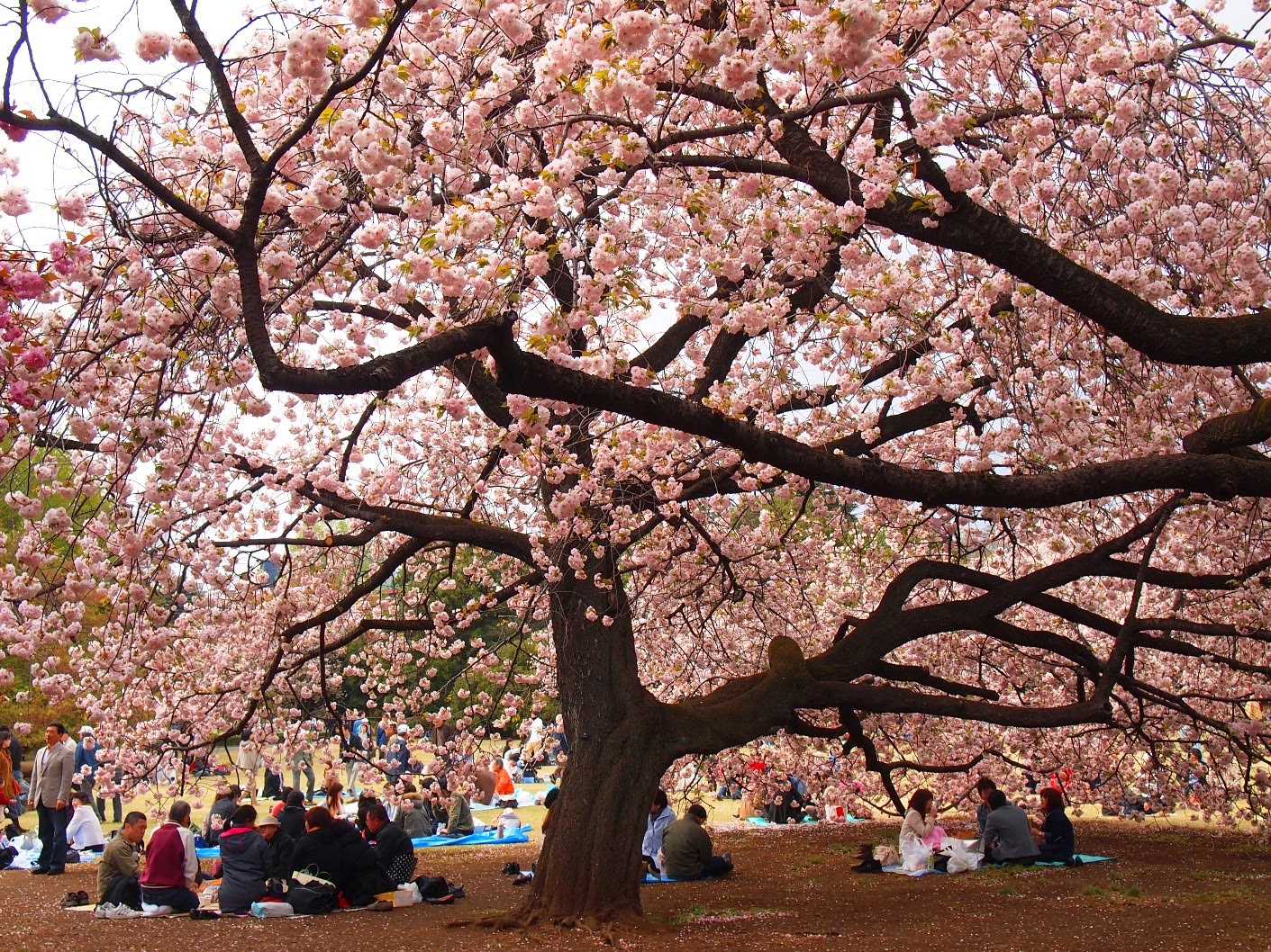 Парка хана. Синдзюку-гёэн – Императорский парк.. Парк Синдзюку гёэн Сакура. Синдзюку-гёэн, Токио Ханами. Токийский парк Синдзюку.